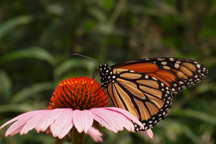 Monarch butterfly on a pink coneflower
