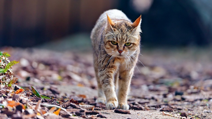 A tabby cat walks on a path covered with leaves