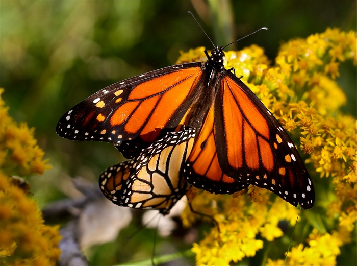 Two Monarch Butterflies on Yellow Flowers
