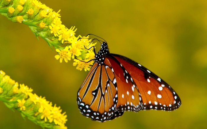 Queen butterfly on yellow flowers