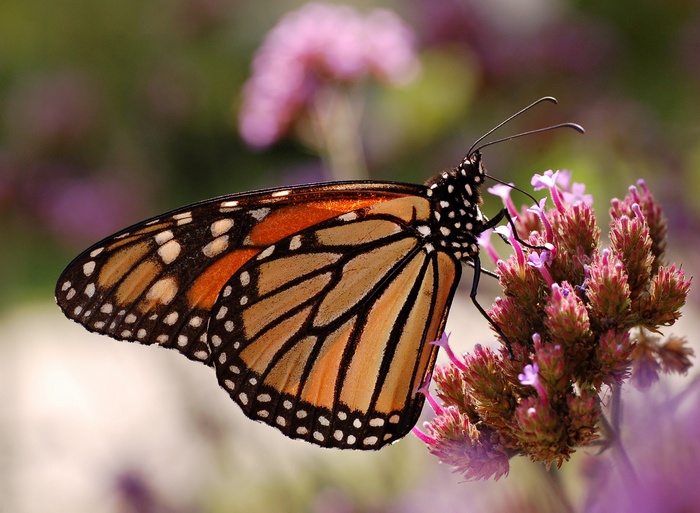 Monarch butterfly on purple flowers