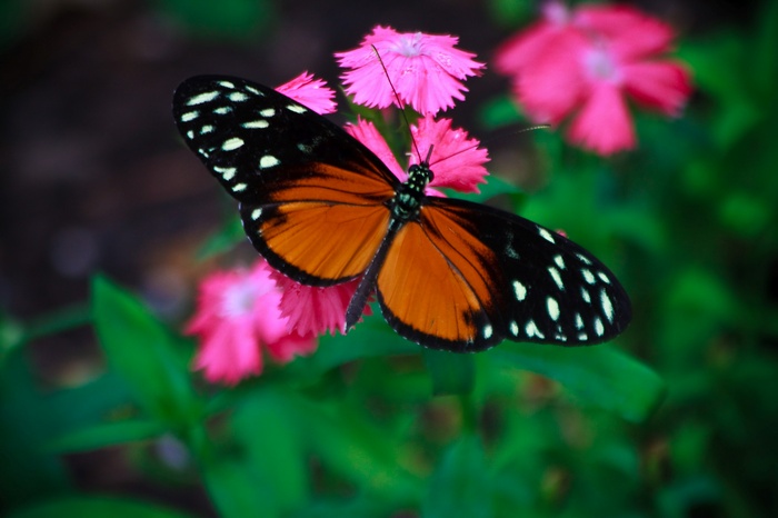 Orange and black butterfly on pink flowers
