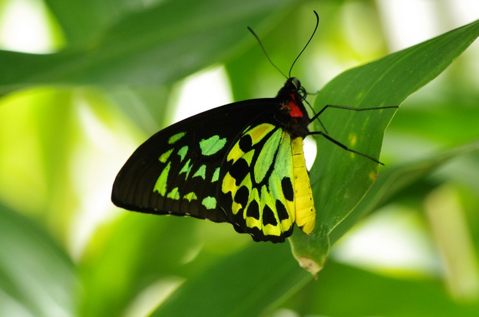 A colorful butterfly rests on a green leaf