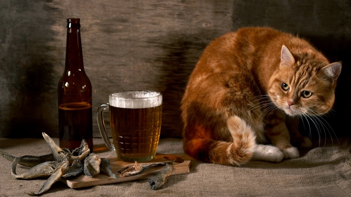 Ginger cat with beer and dried fish