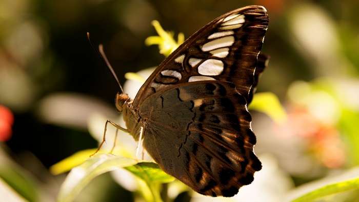 Brown butterfly with white spots on a leaf