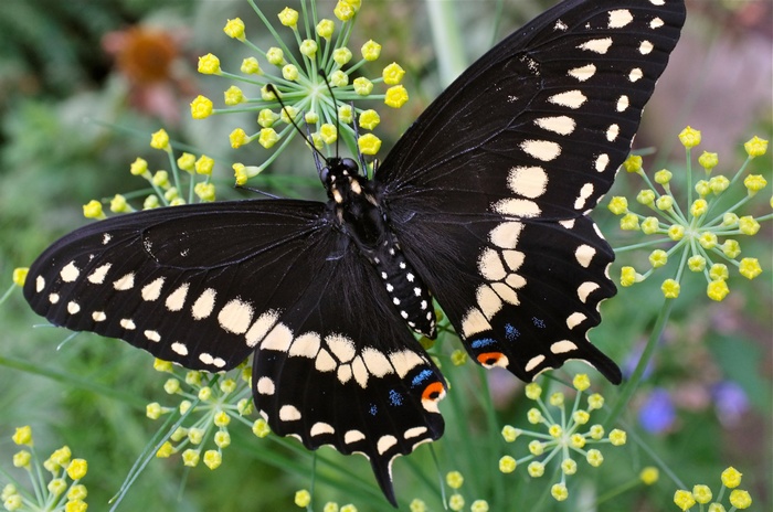 Black butterfly with white spots on yellow flowers