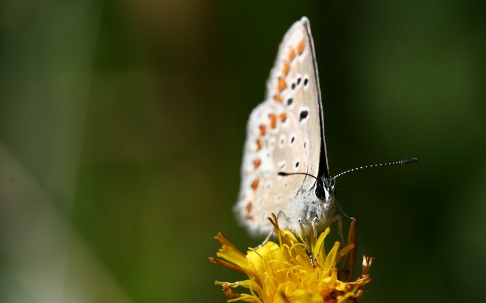 Close-up of a butterfly on a yellow flower