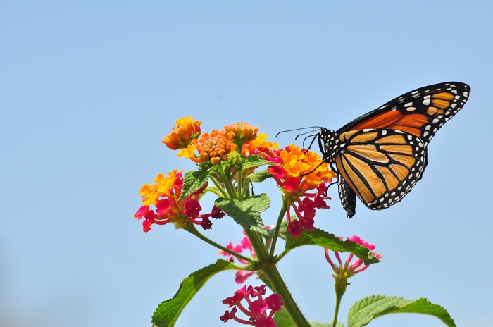 Monarch butterfly on colorful flowers