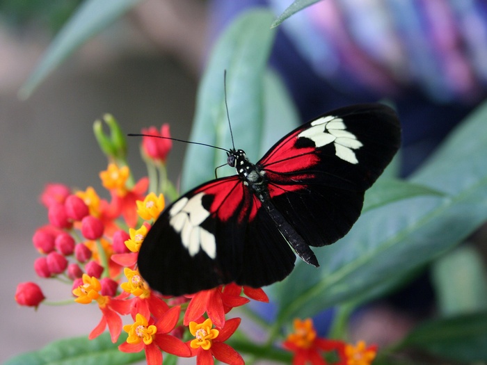 Butterfly on a flower