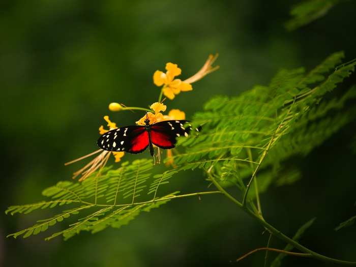 Red and black butterfly on yellow flowers