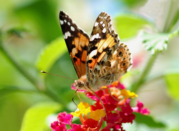 Painted Lady butterfly on colorful flowers