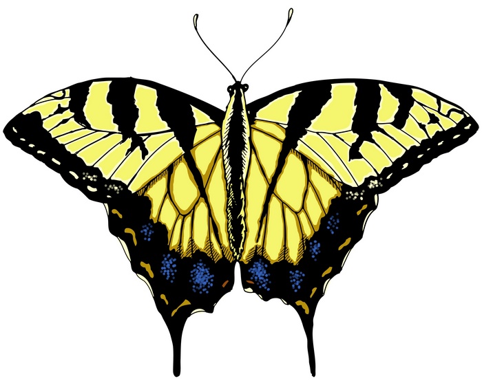 Yellow and black butterfly with blue spots