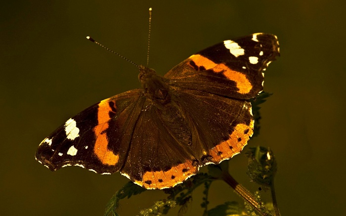 Red Admiral butterfly on a plant