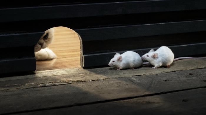 Cat peeking from hole at two mice on wooden floor