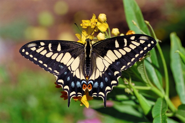 A butterfly with black and yellow wings on yellow flowers
