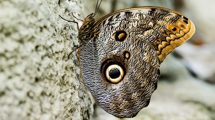 Close-up of a Caligo butterfly on a textured surface