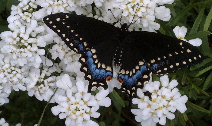Black Swallowtail butterfly on white flowers