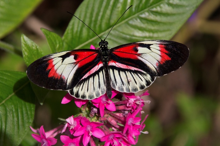 Red, black, and white butterfly on pink flowers