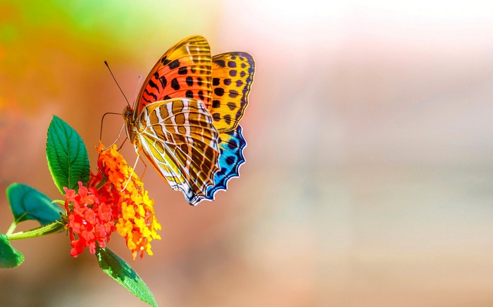 Butterfly on a flower