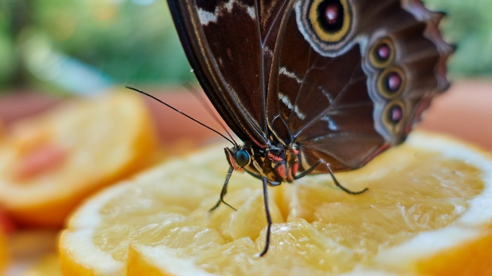Butterfly on a slice of lemon