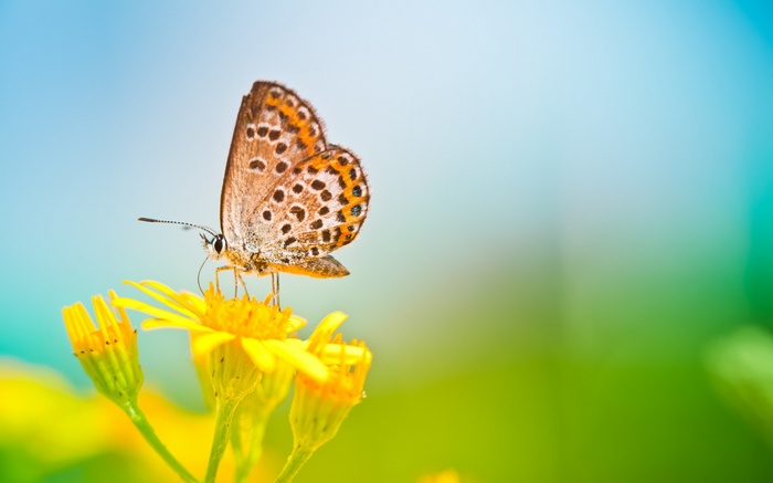 Butterfly on a yellow flower