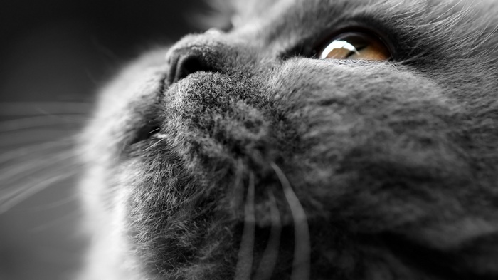 Close-up of a gray cat's face