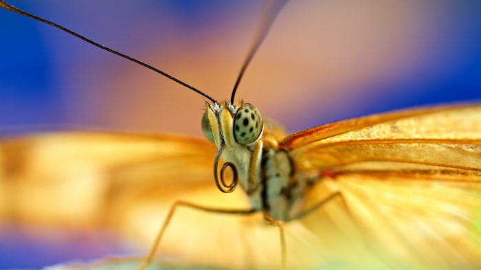 Close-up of a butterfly's head and wings