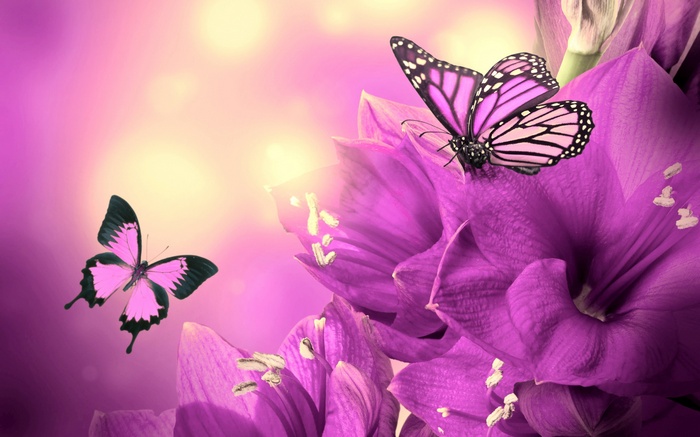 Two purple butterflies on purple flowers