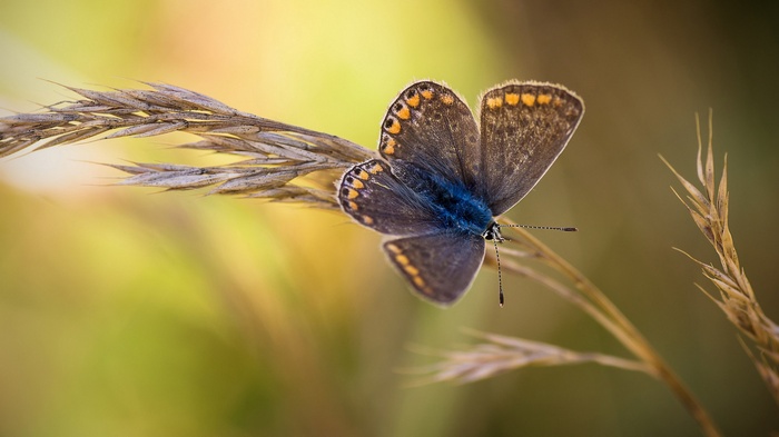 Close-up of a butterfly on a blade of grass