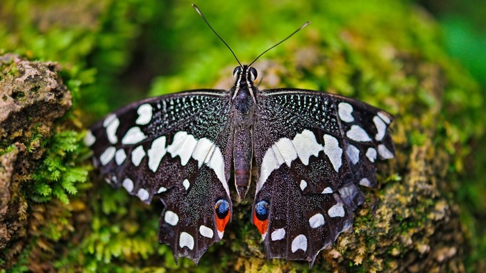 Black and white butterfly with red and blue spots on mossy surface