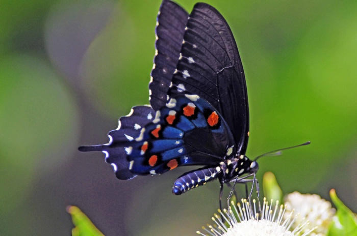 Black butterfly with blue and orange spots on a flower