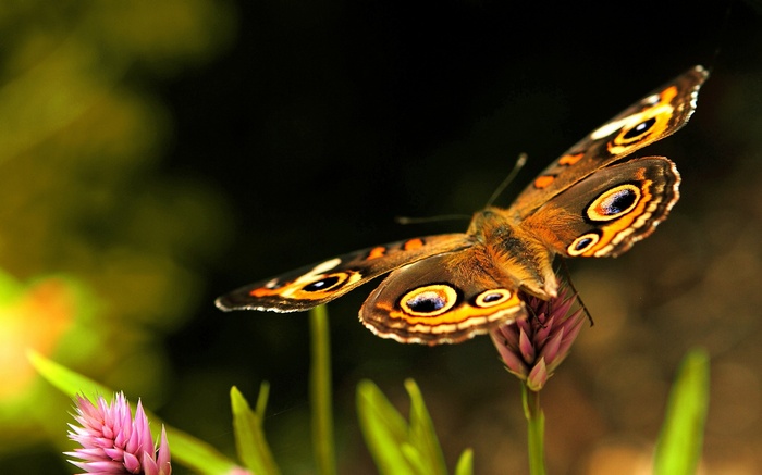 Brown butterfly with eye spots on a flower