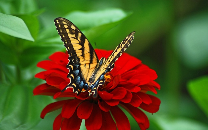 Tiger Swallowtail butterfly on a red zinnia flower