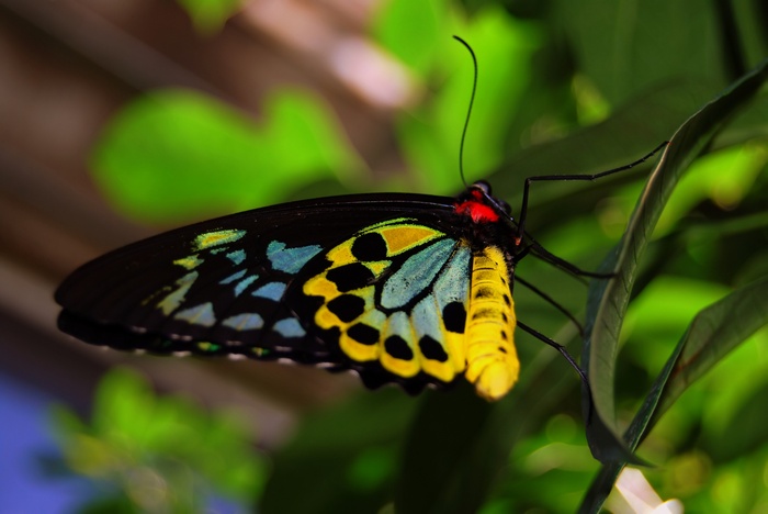 Golden Birdwing Butterfly on a Leaf