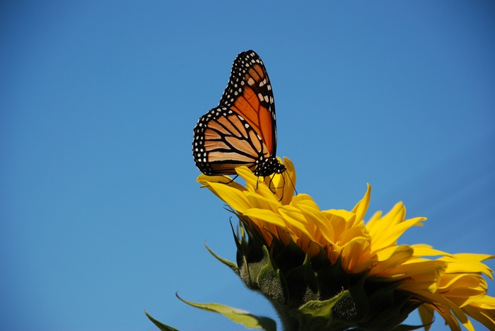 Monarch butterfly on a sunflower