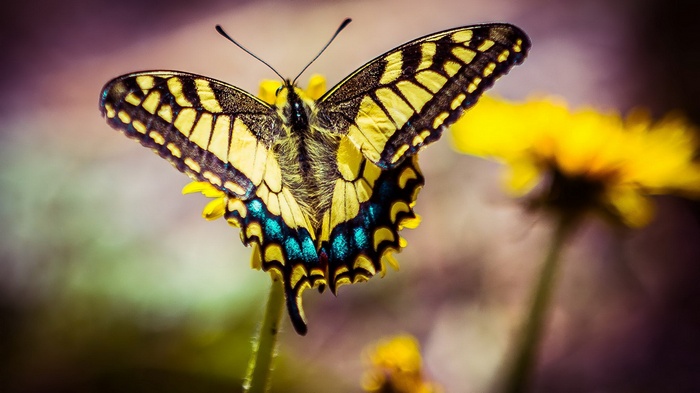 Swallowtail butterfly on a yellow flower