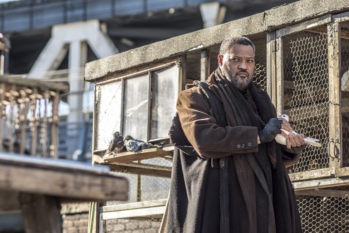 Laurence Fishburne with pigeons