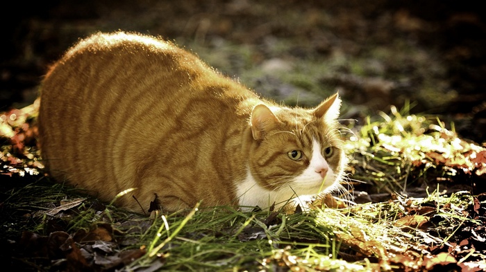 Orange tabby cat crouching in grass