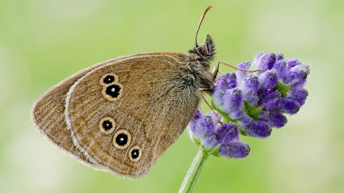 Brown butterfly on purple flower