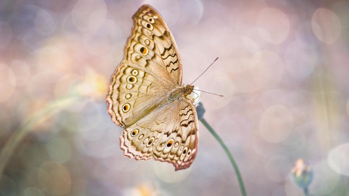 Brown butterfly on a flower with bokeh background