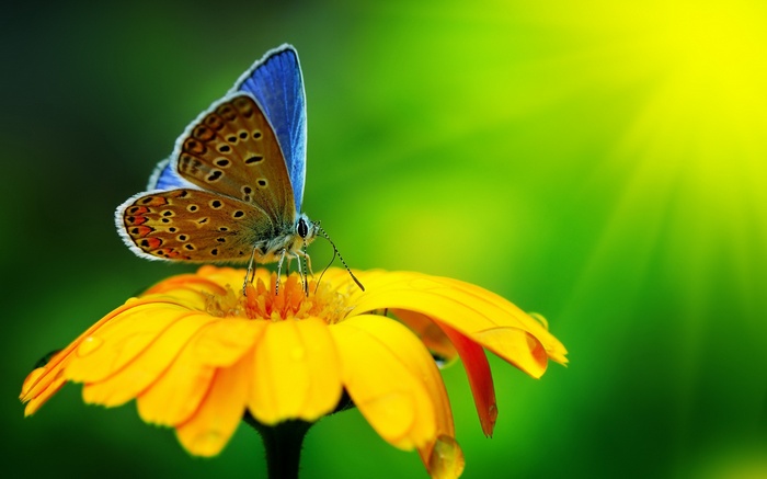 Butterfly on a yellow flower with sun rays