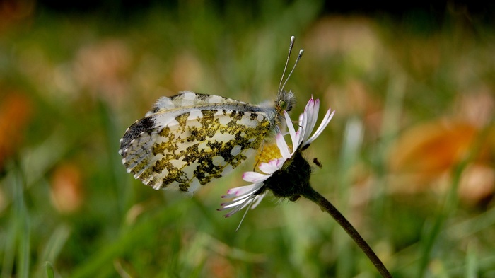 Orange-tip butterfly on a daisy