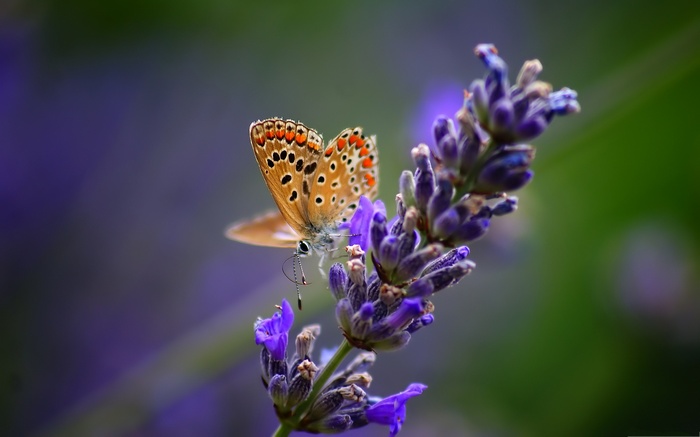 Butterfly on a lavender flower