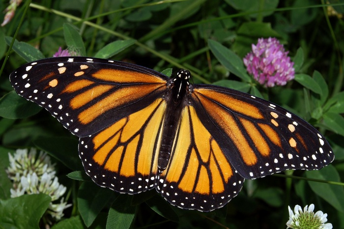 Monarch butterfly on clover flowers