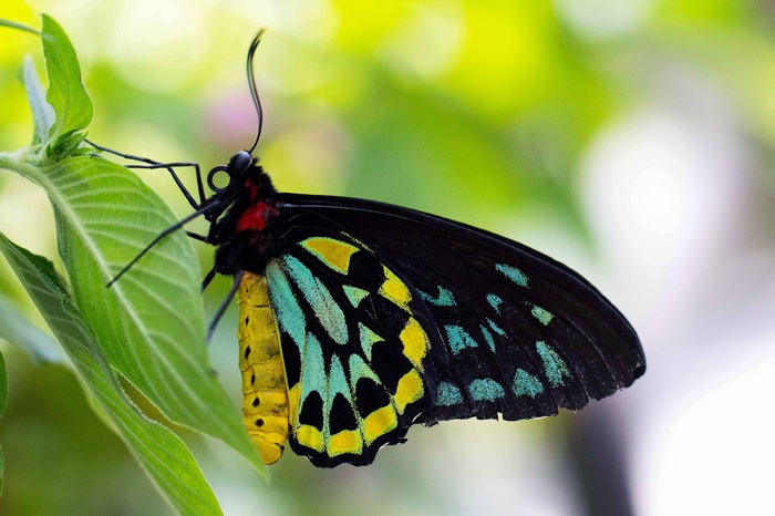 Ornithoptera priamus butterfly on a green leaf