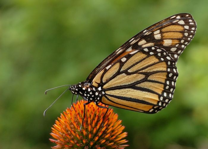 Monarch butterfly on an orange coneflower