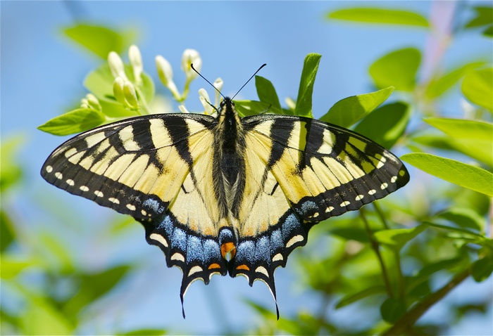 Tiger Swallowtail butterfly on a plant