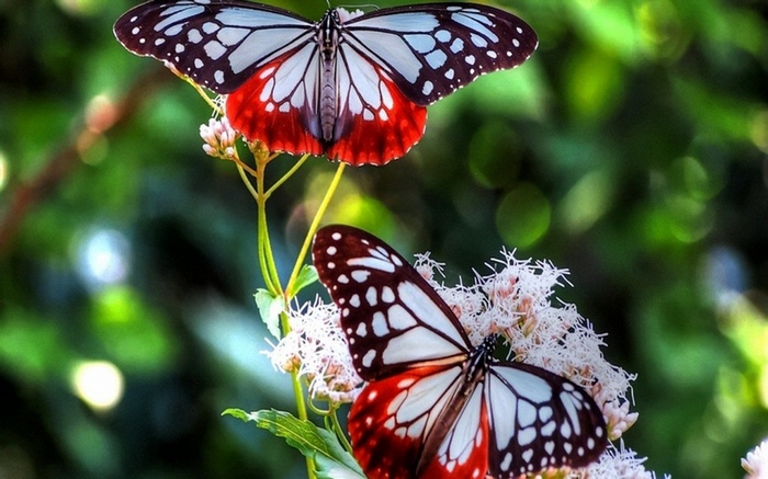Two butterflies on a flower with green background