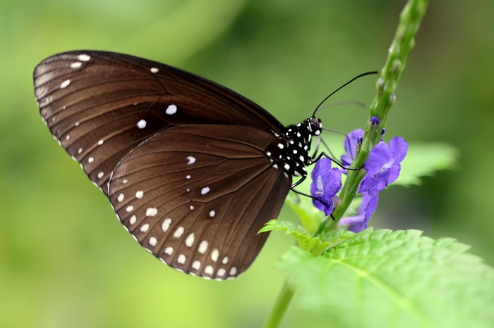 Brown butterfly with white spots on purple flower