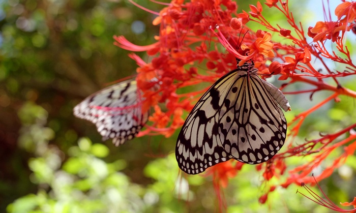 Two butterflies on red flowers